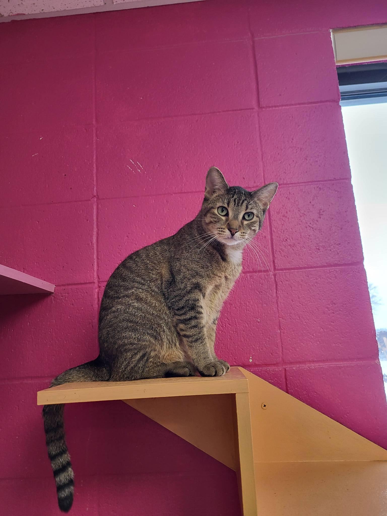 Enlarge Frankie, a Adoptable Domestic Short Hair in Chilton, WI image 5/5