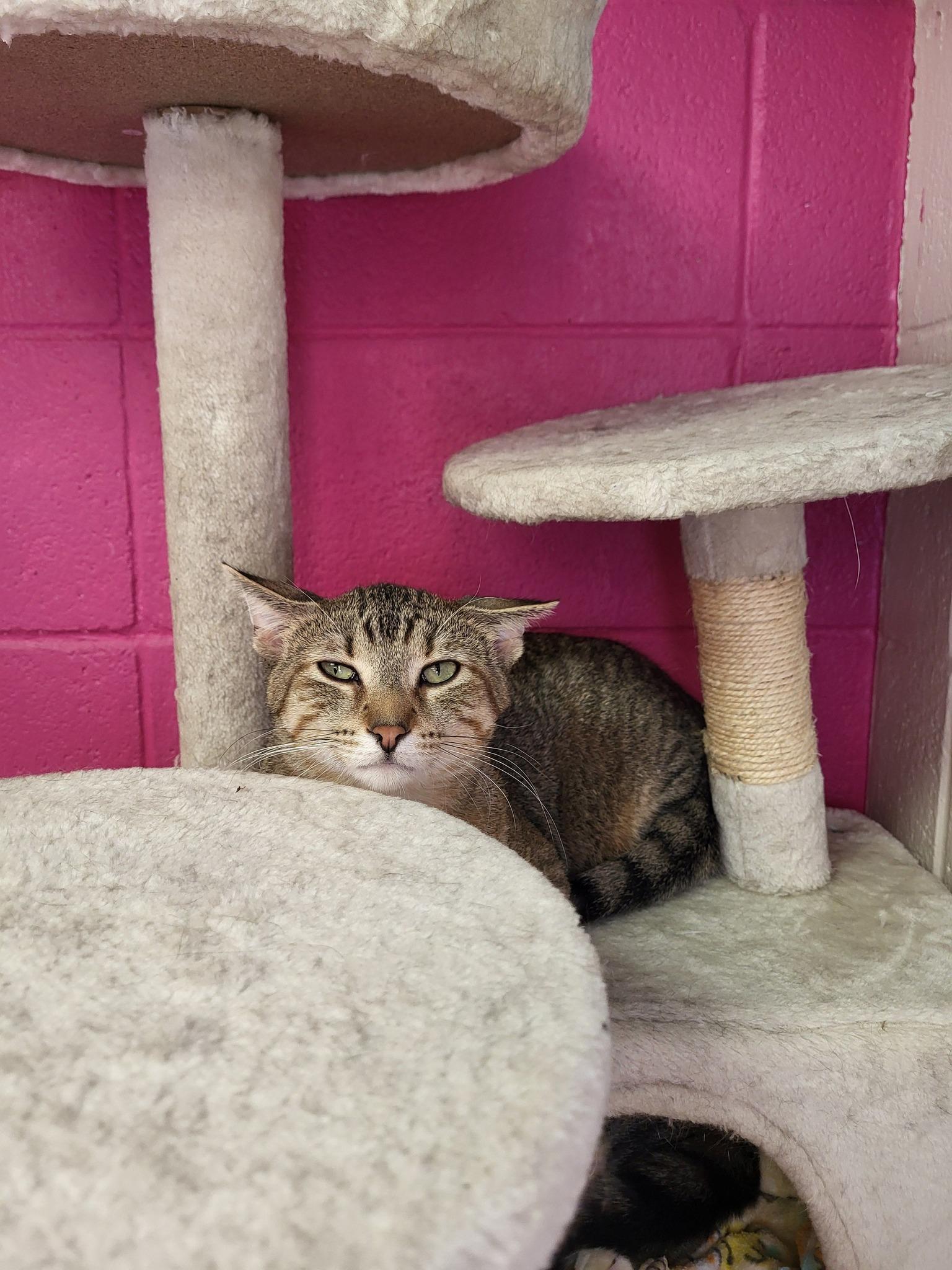 Frankie, a Adoptable Domestic Short Hair in Chilton, WI image 3/4