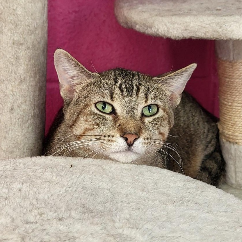 Frankie, a Adoptable Domestic Short Hair in Chilton, WI image 4/4