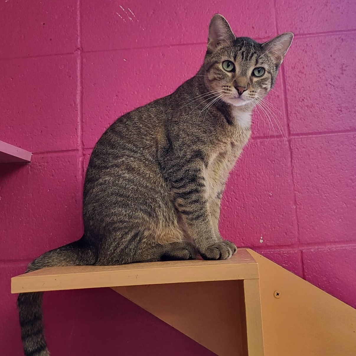 Enlarge Frankie, a Adoptable Domestic Short Hair in Chilton, WI image 1/5