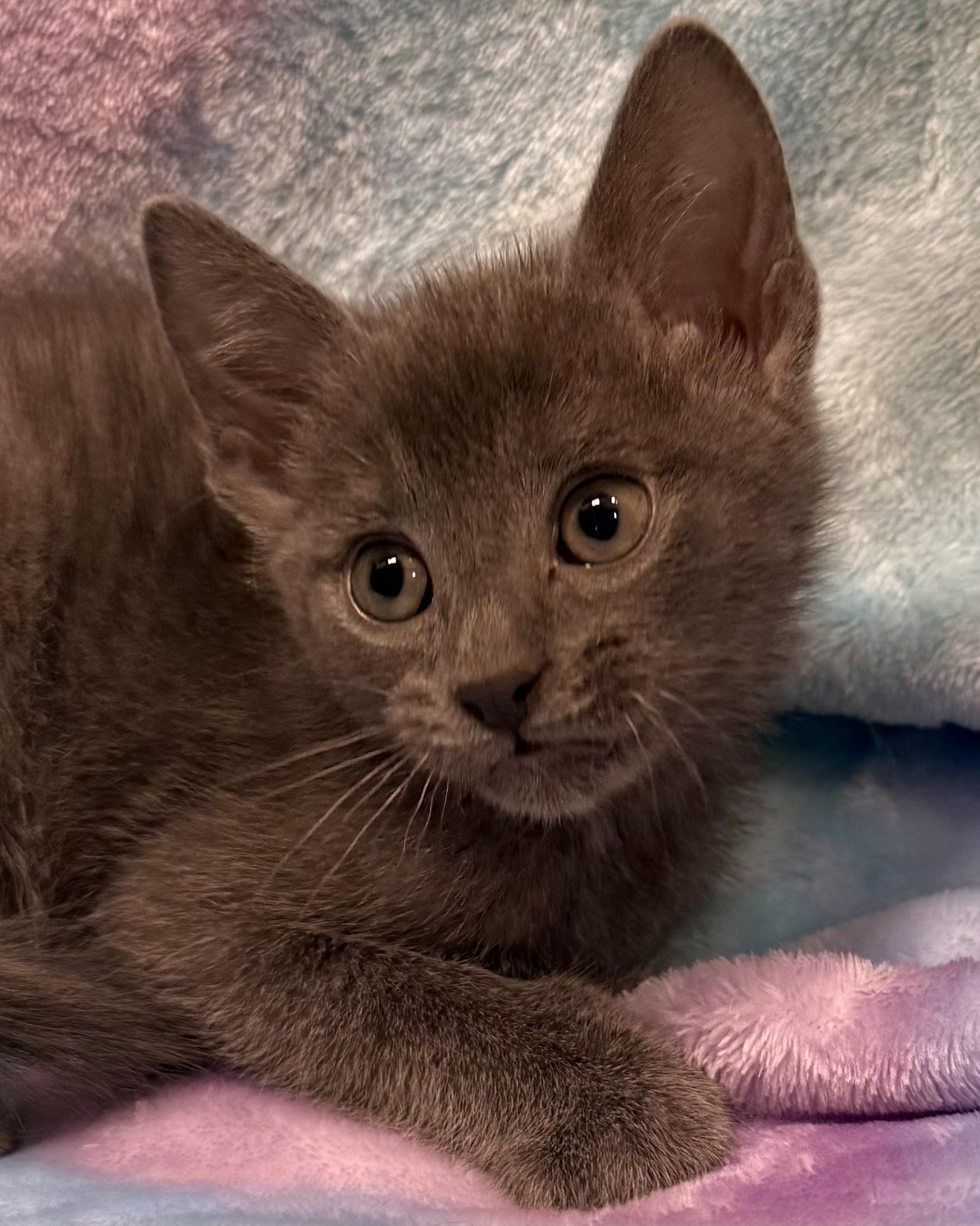 Enlarge Barty, an adopted American Shorthair in Marvin, NC image 1/3