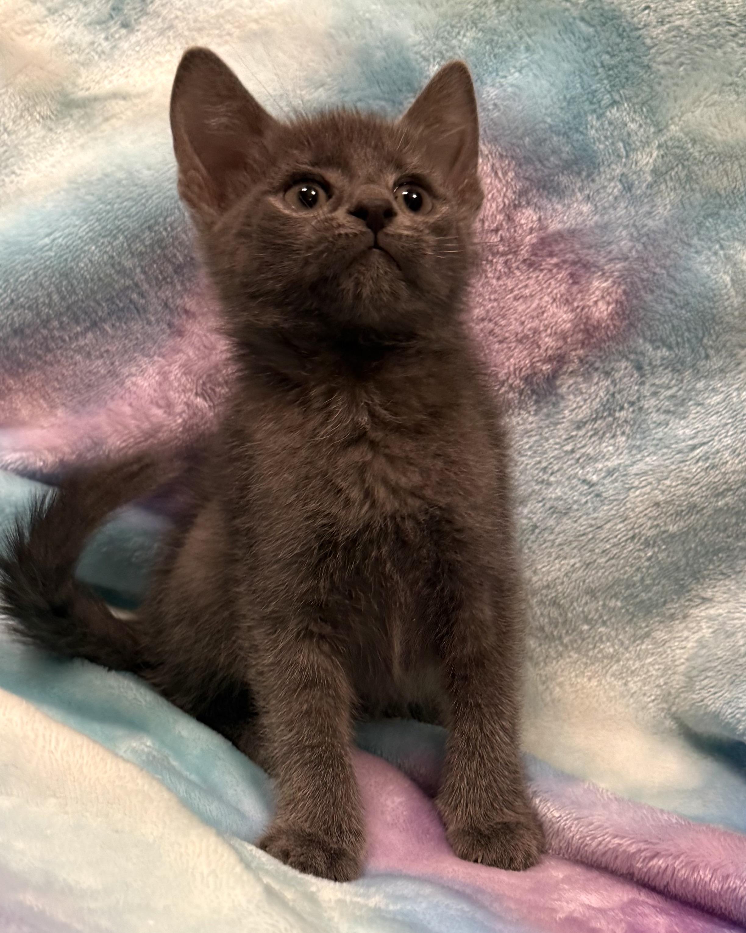 Enlarge Barty, an adopted American Shorthair in Marvin, NC image 3/3