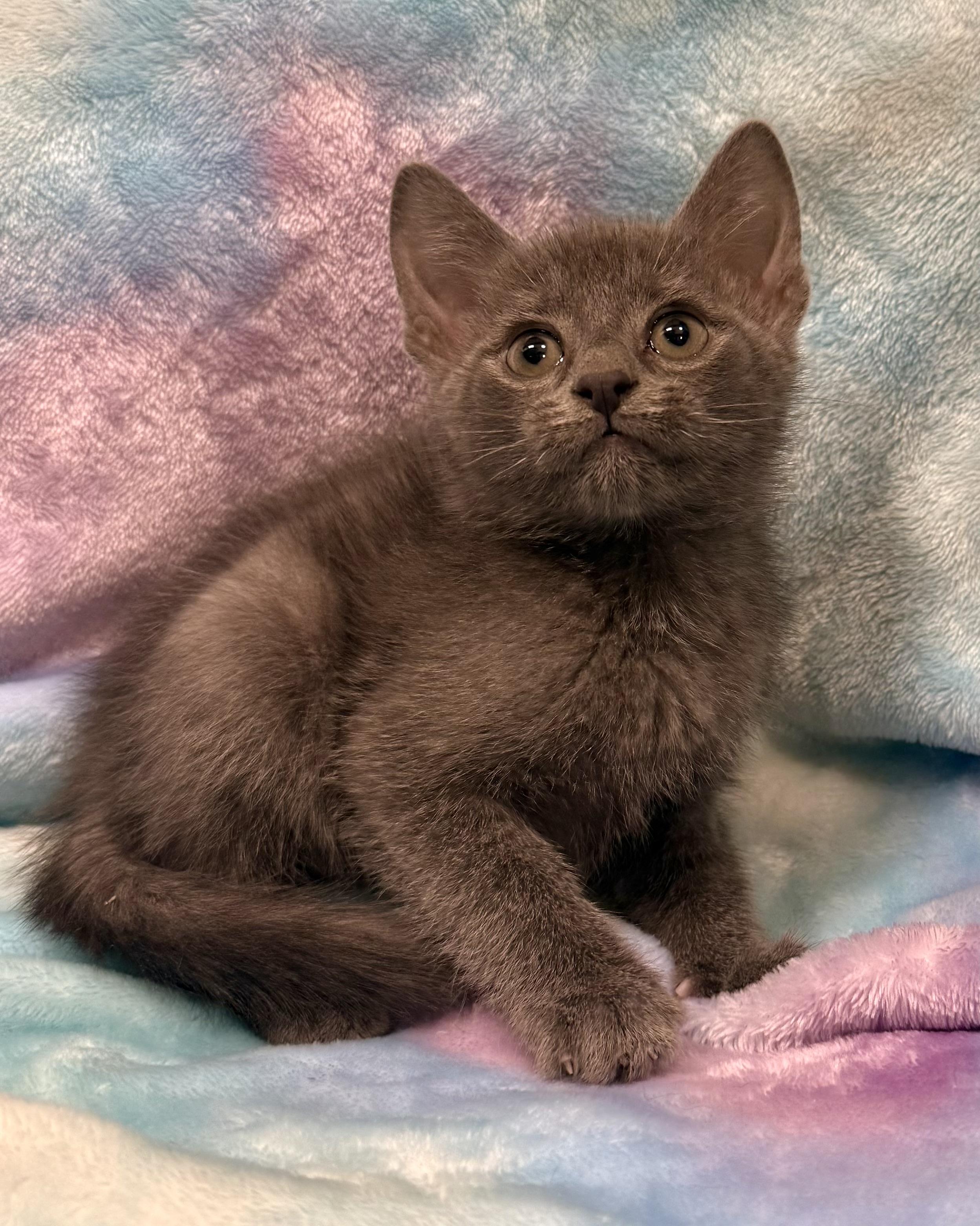 Enlarge Barty, an adopted American Shorthair in Marvin, NC image 2/3
