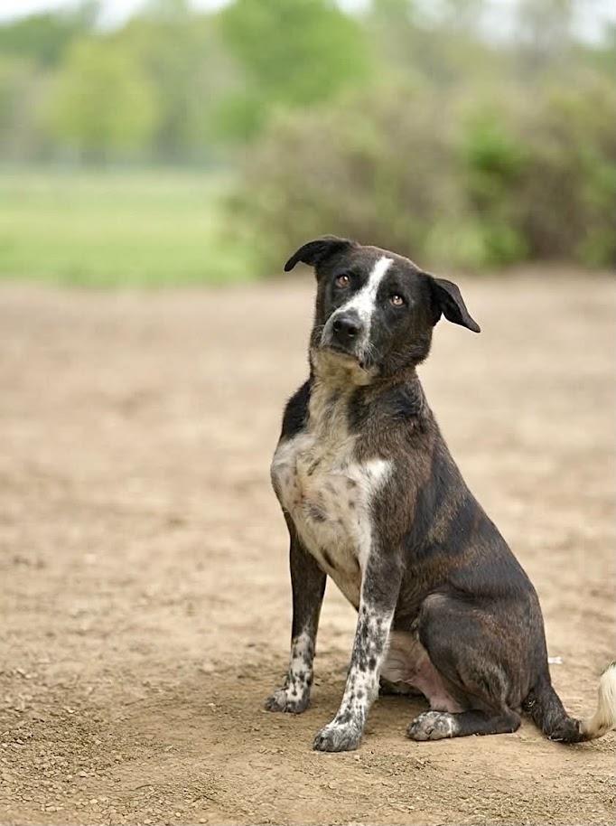 OLIVER 169-26, a ADOPTABLE mixed breed in Cambridge, OH image 3/4