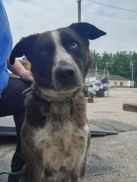 OLIVER 169-26, a ADOPTABLE mixed breed in Cambridge, OH image 4/4