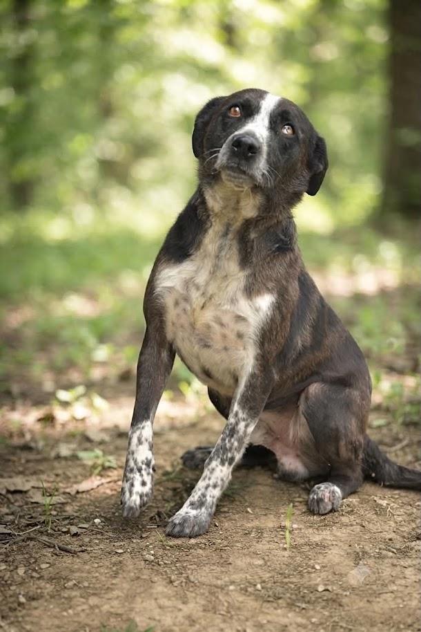 OLIVER 169-26, a ADOPTABLE mixed breed in Cambridge, OH image 2/4