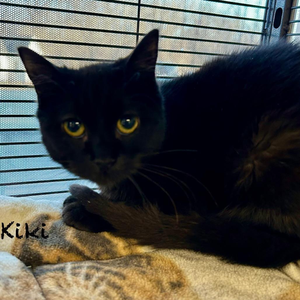 Enlarge Kiki, a Adoptable Domestic Short Hair in Hannibal, MO image 1/2
