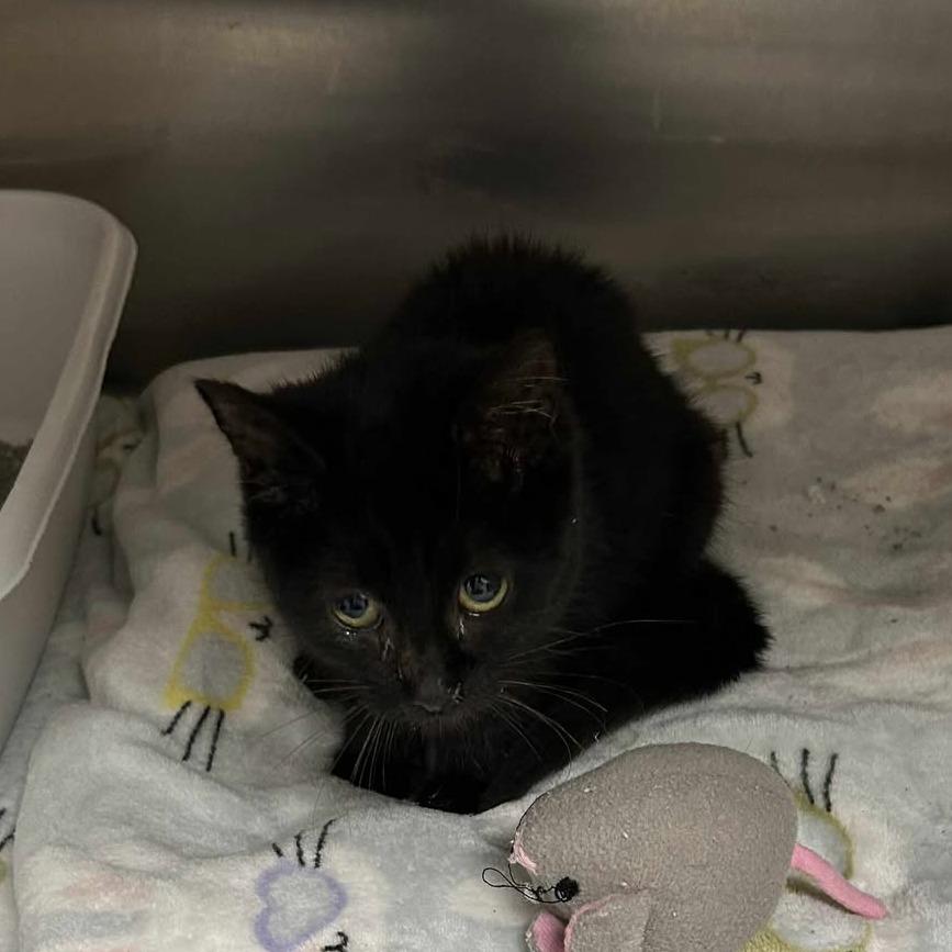 Kiki, Adoptable, Kitten Female Domestic Short Hair.