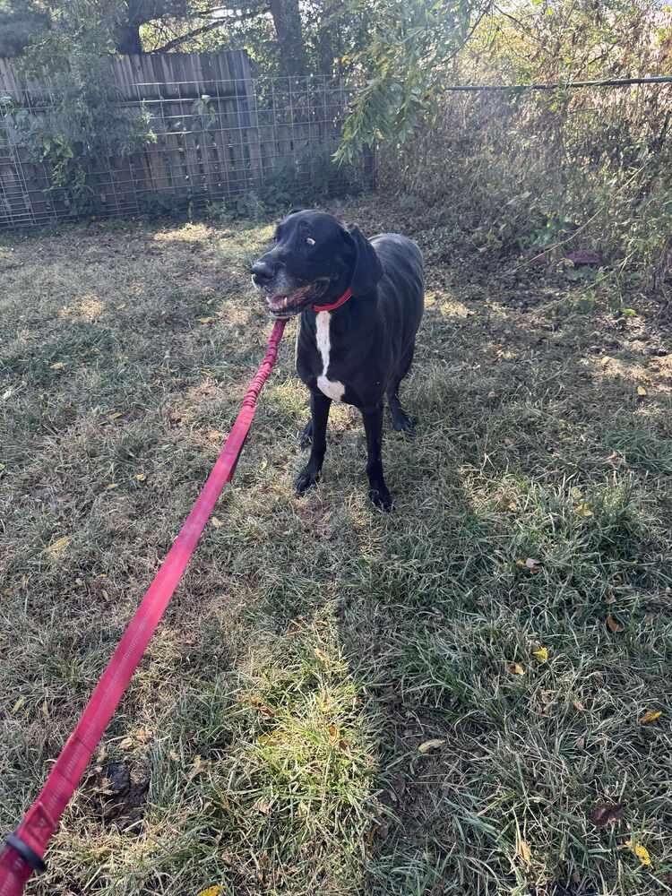 Butters, a Adoptable Great Dane in Albany, IL image 3/4