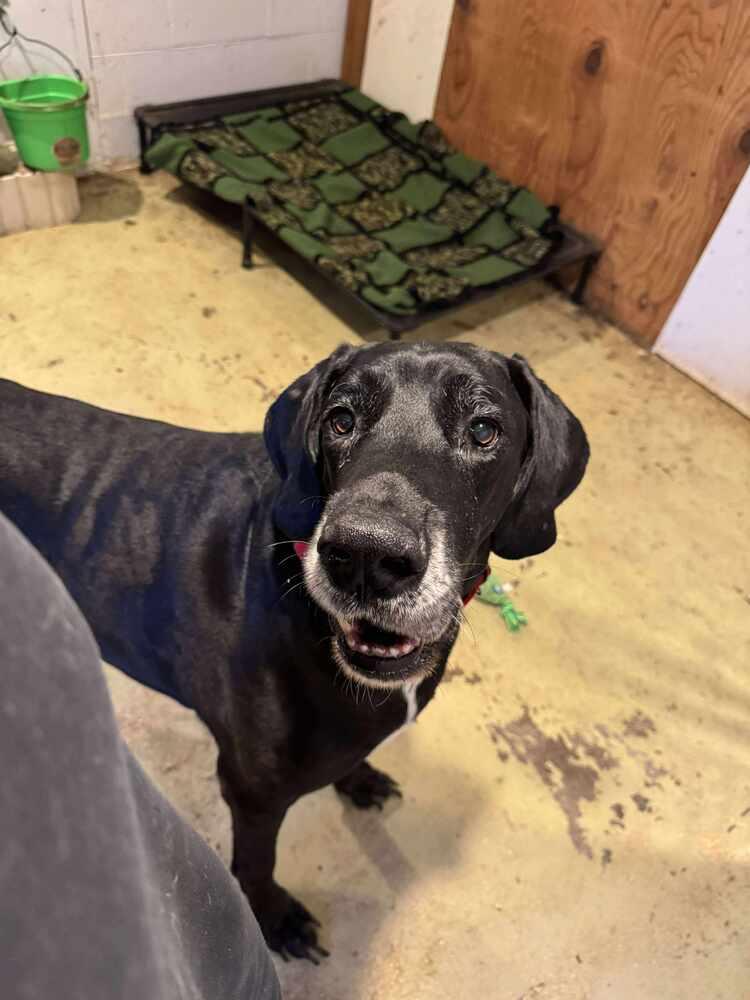Butters, a Adoptable Great Dane in Albany, IL image 4/4