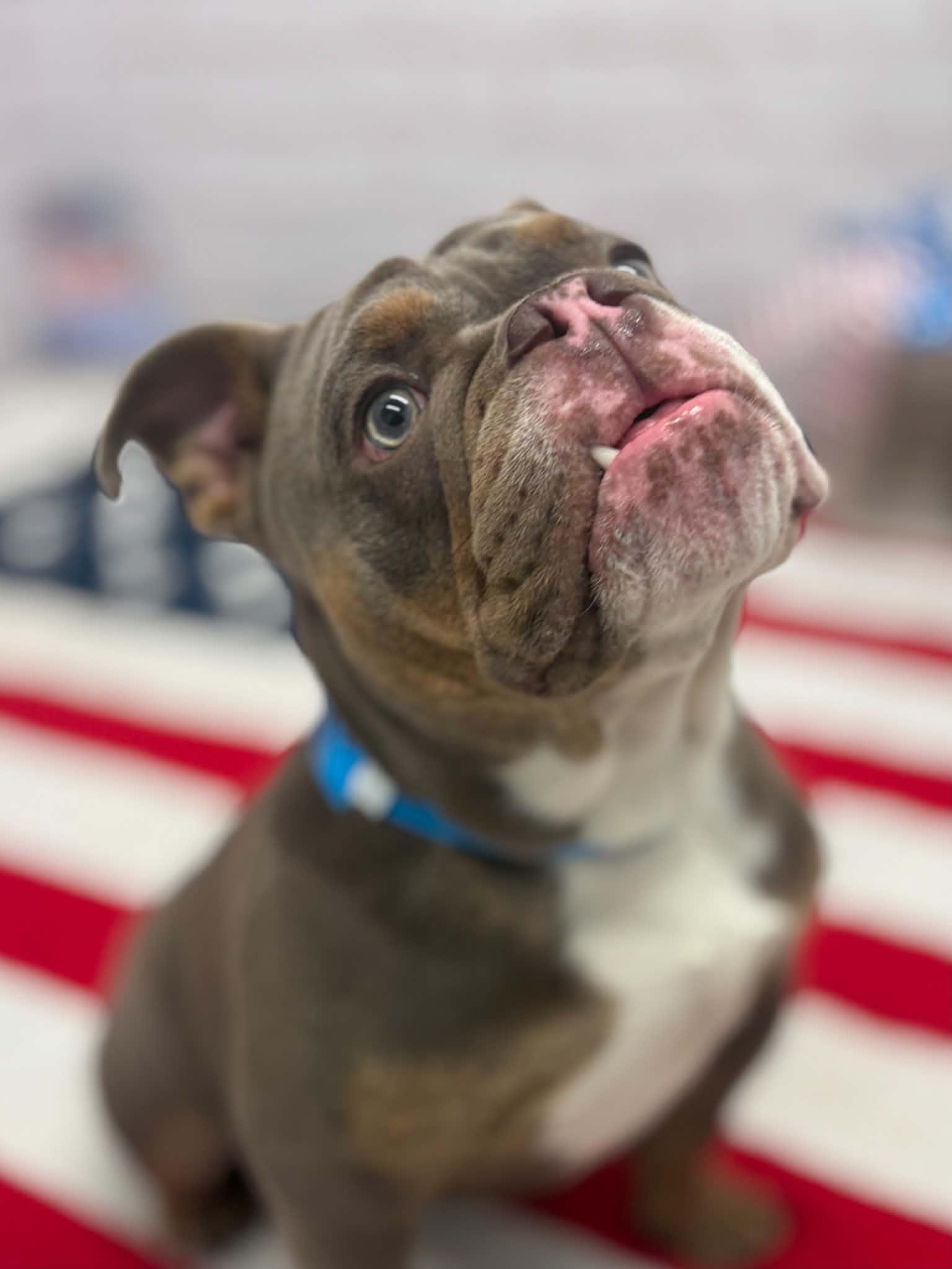 Karlos, a Adoptable mixed breed in Oxford, MI image 2/6