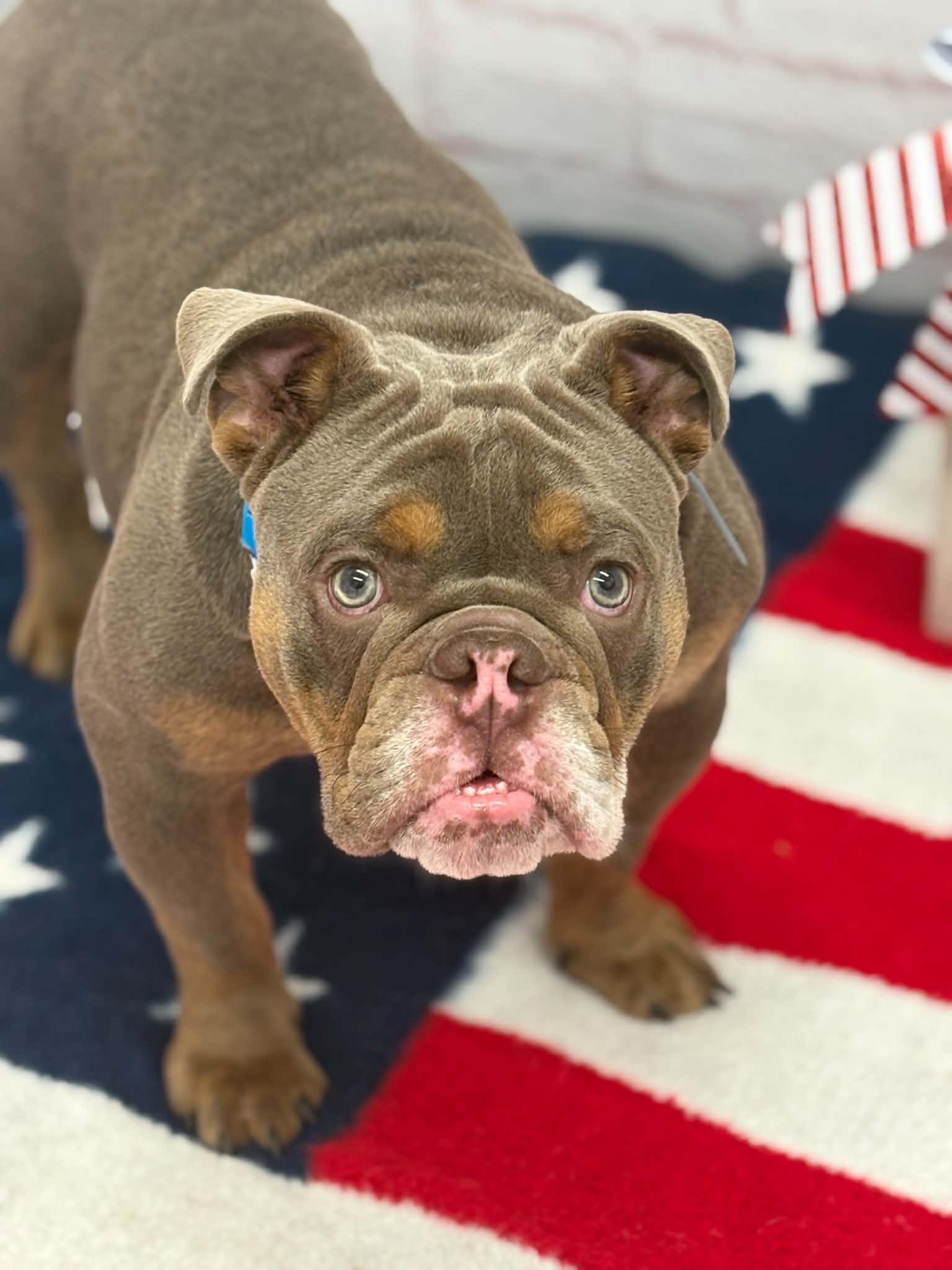 Karlos, a Adoptable mixed breed in Oxford, MI image 4/6