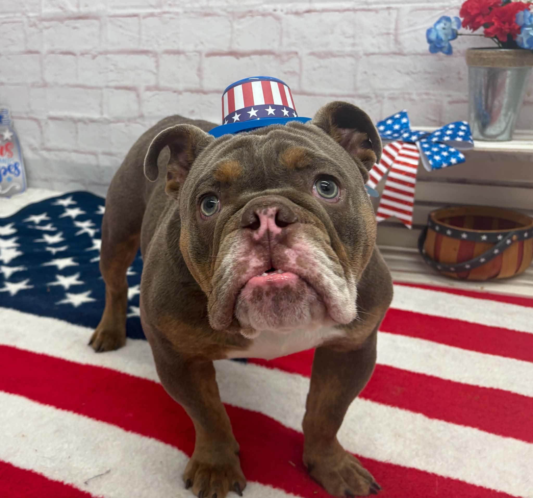 Karlos, Adoptable, Young Male Bulldog & Mixed Breed.