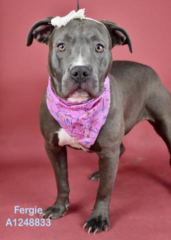 Fergie - URGENT - LONGTIME RESIDENT, ADOPTABLE, Puppy Female Pit Bull Terrier.