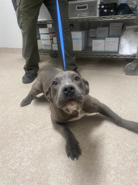 Fergie - URGENT - LONGTIME RESIDENT, a ADOPTABLE Pit Bull Terrier in Thousand Oaks, CA image 2/2