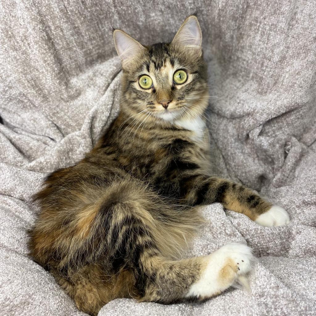 Alani, a Adoptable Domestic Long Hair in Los Angeles, CA image 1/6