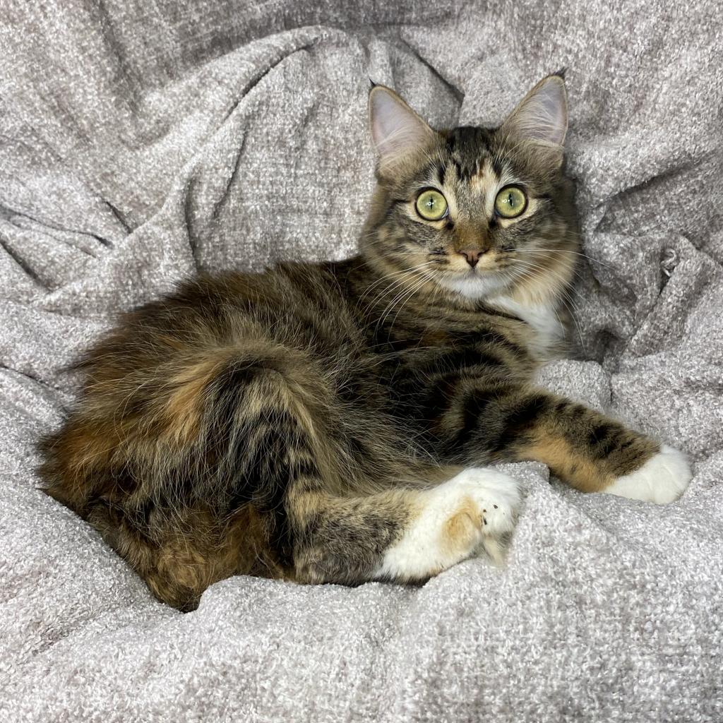 Alani, a Adoptable Domestic Long Hair in Los Angeles, CA image 2/6