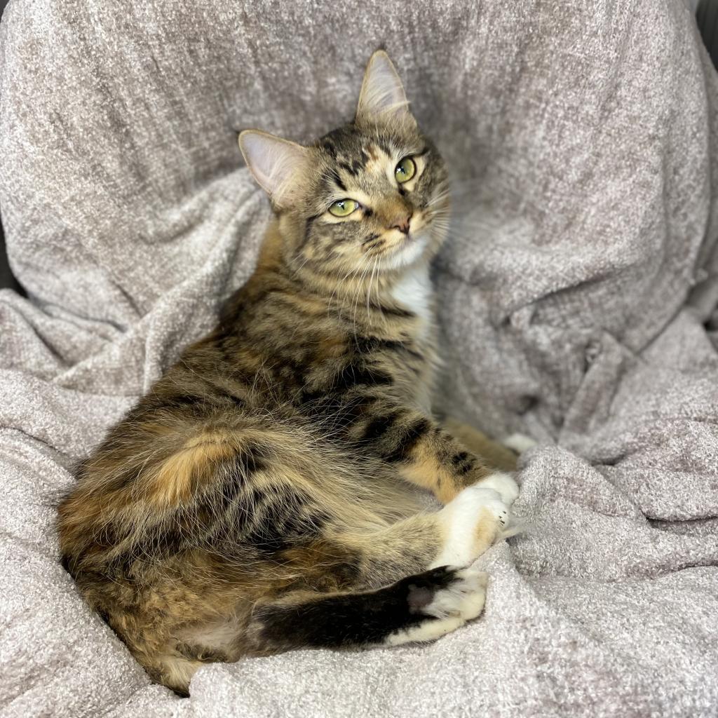 Alani, a Adoptable Domestic Long Hair in Los Angeles, CA image 3/6