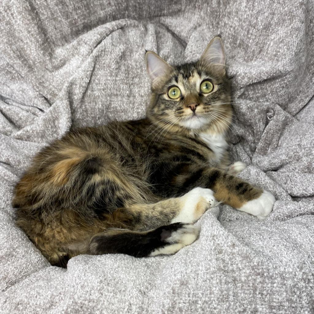 Alani, a Adoptable Domestic Long Hair in Los Angeles, CA image 4/6