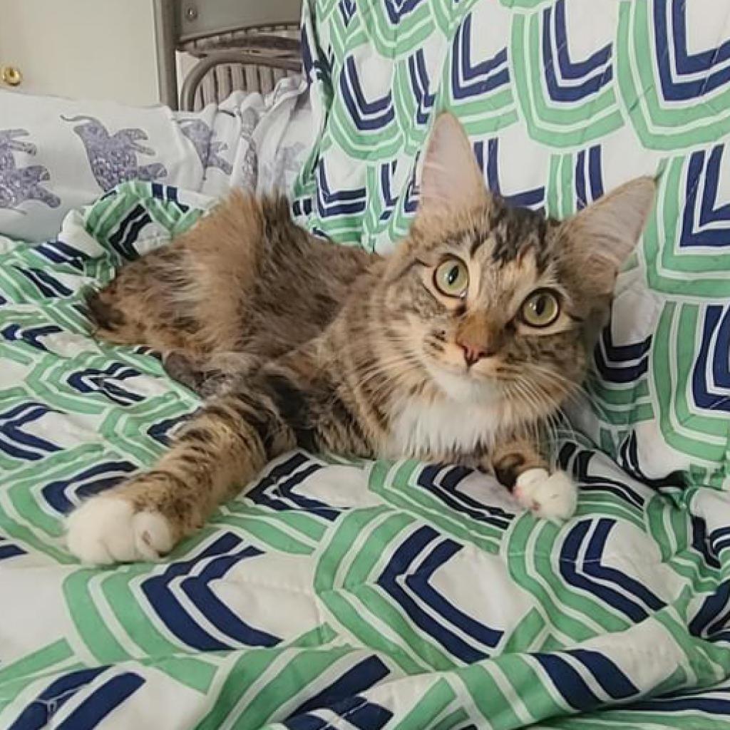 Alani, a Adoptable Domestic Long Hair in Los Angeles, CA image 5/6