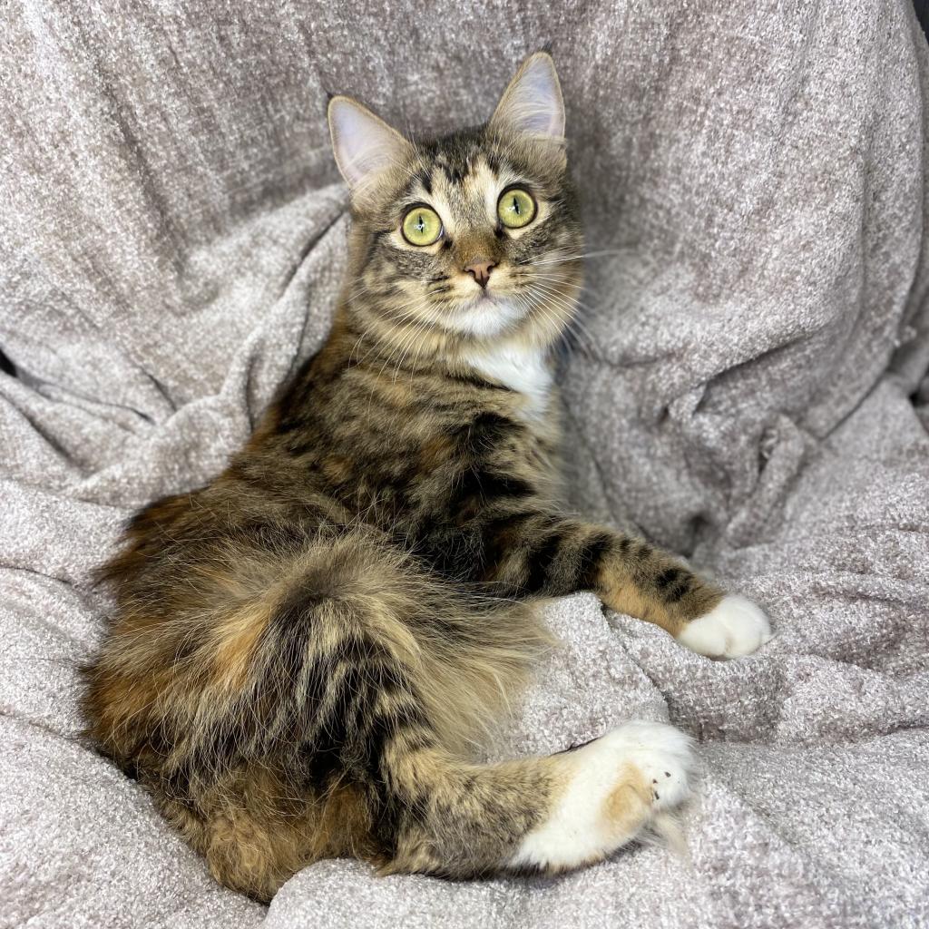 Alani, a Adoptable Domestic Long Hair in Los Angeles, CA image 6/6