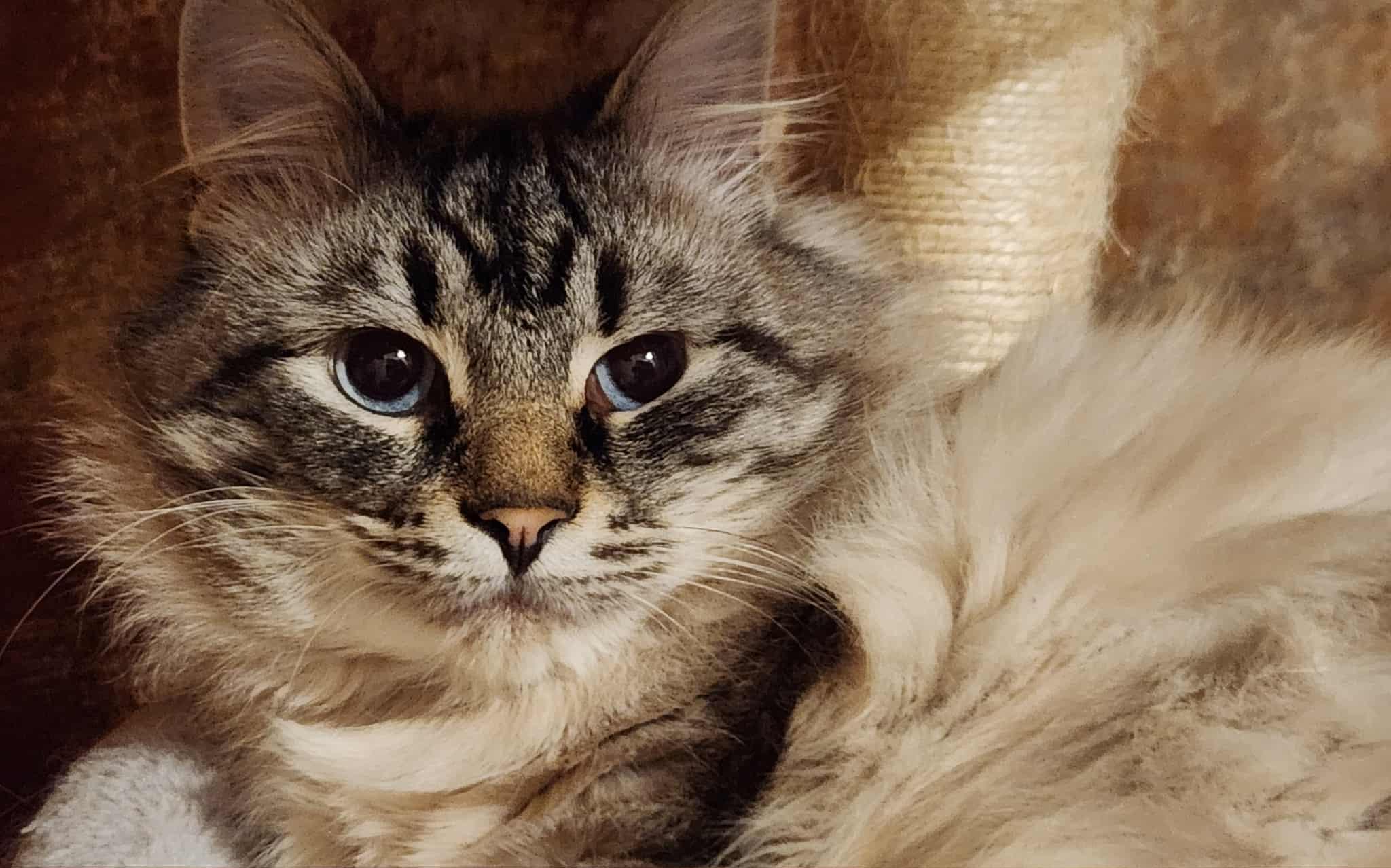 Sapphire, a Adoptable Domestic Medium Hair in Macomb, MI image 1/4