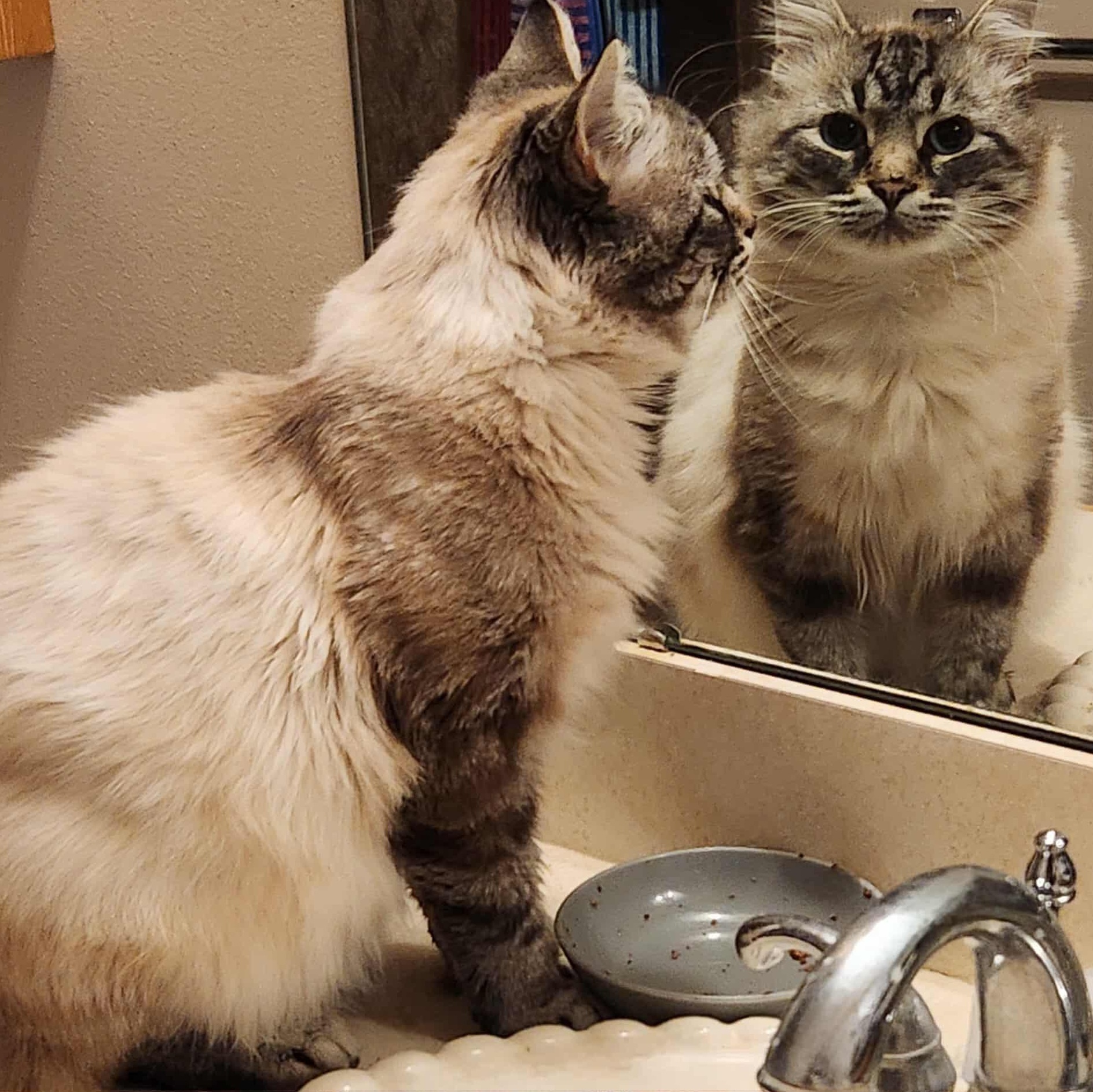 Enlarge Sapphire - handsome sweetheart, a Adoptable Domestic Medium Hair in Macomb, MI image 1/4