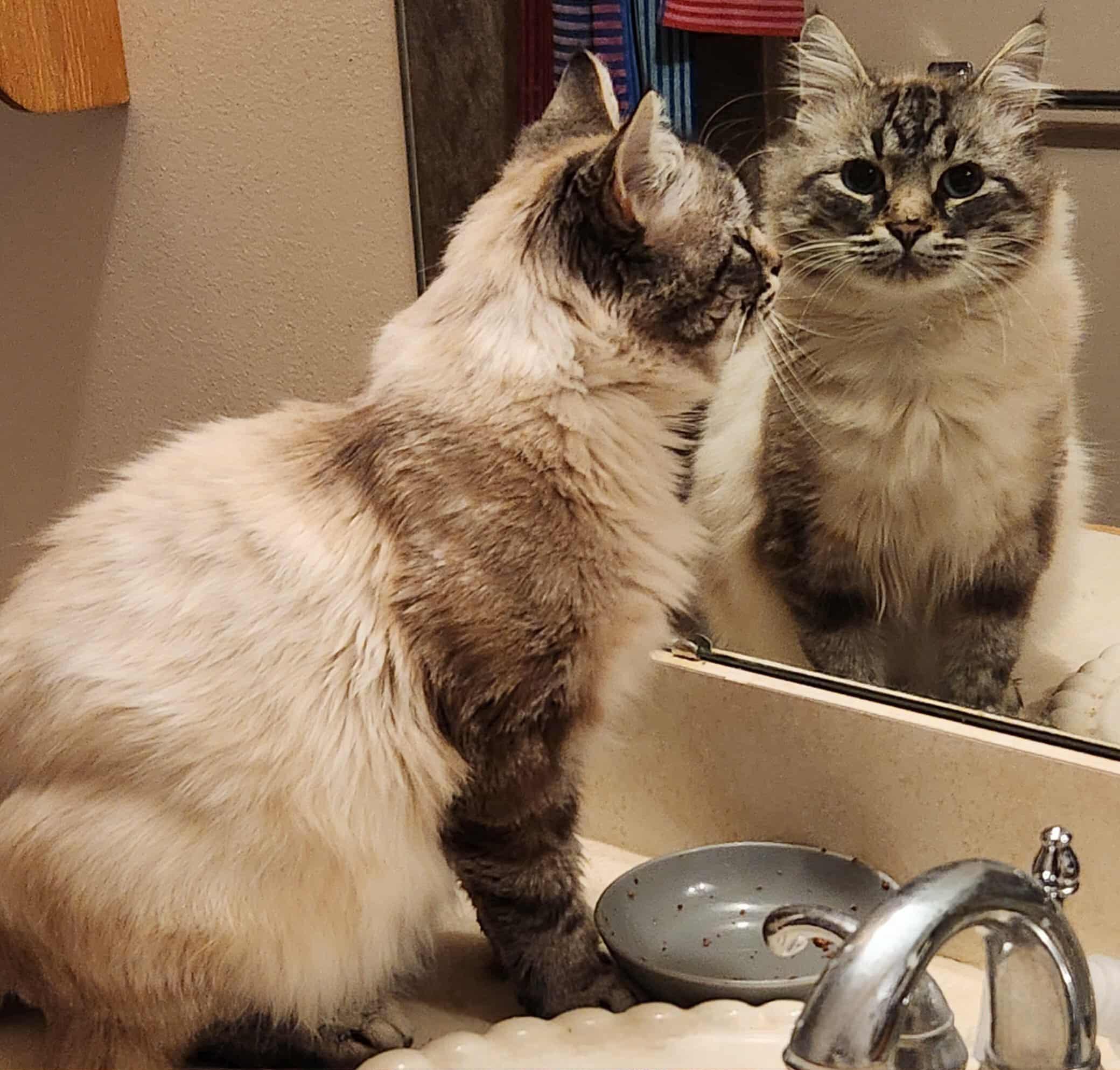 Sapphire, a Adoptable Domestic Medium Hair in Macomb, MI image 2/4