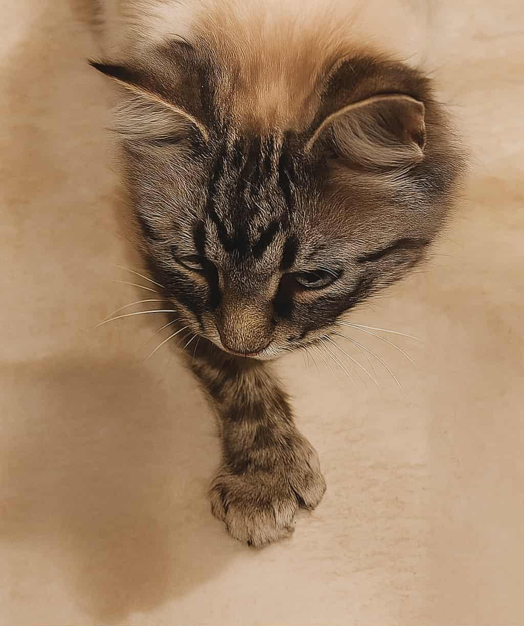 Sapphire, a Adoptable Domestic Medium Hair in Macomb, MI image 3/4