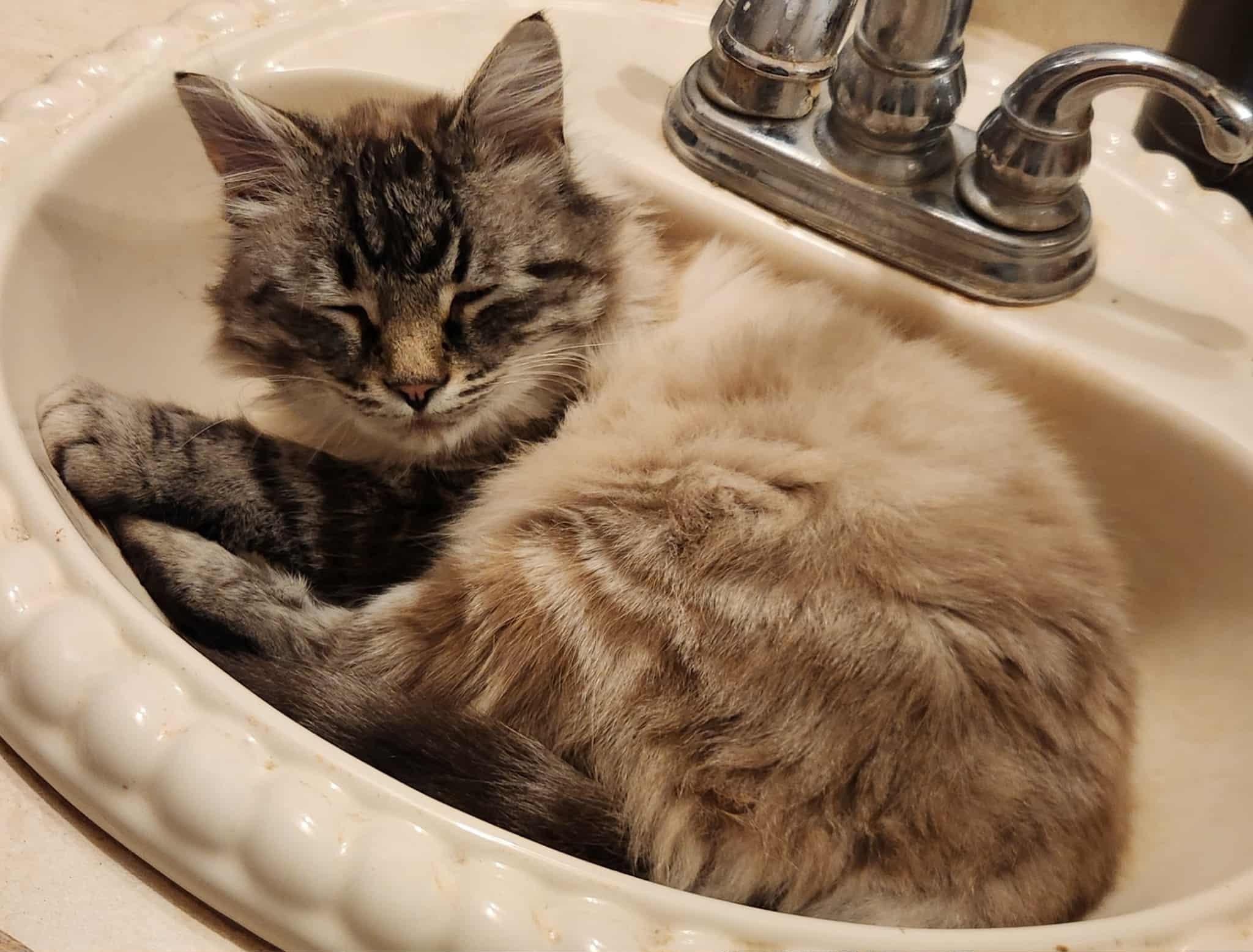 Sapphire, a Adoptable Domestic Medium Hair in Macomb, MI image 4/4