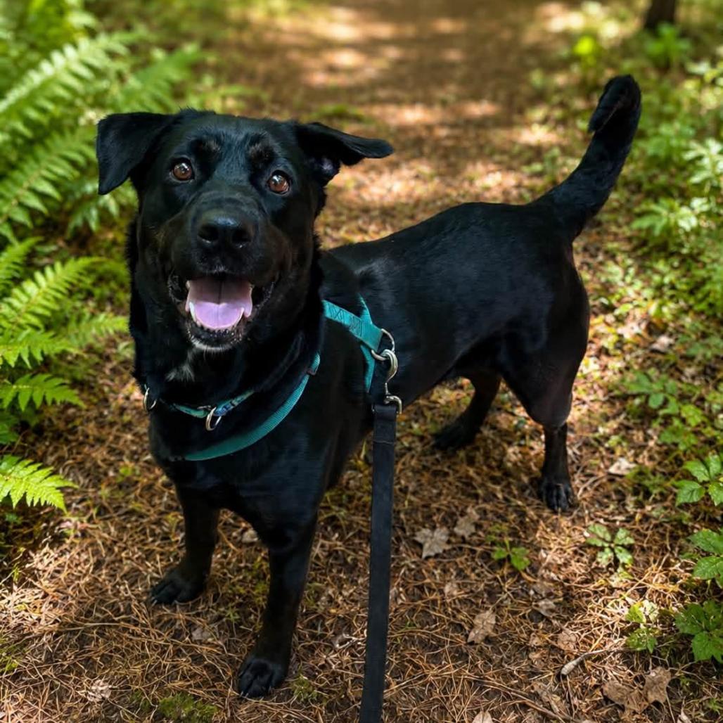 Fern, Adoptable, Adult Female Rottweiler & Mixed Breed.