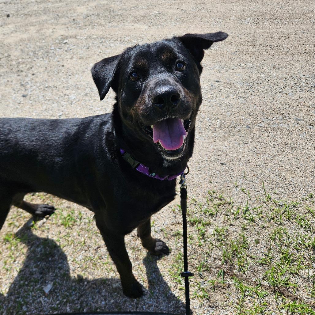 Fern, a Adoptable mixed breed in Conway, NH image 2/4