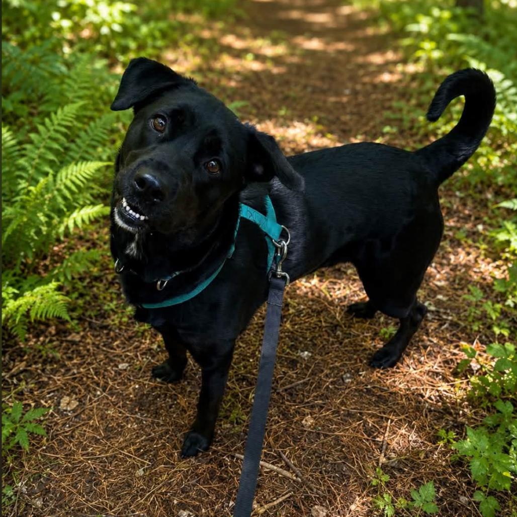 Fern, a Adoptable mixed breed in Conway, NH image 3/4