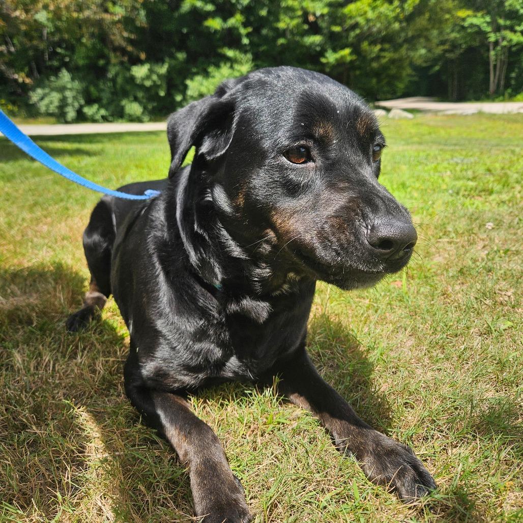 Fern, a Adoptable mixed breed in Conway, NH image 4/4