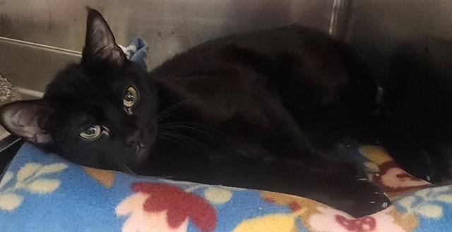 CARDI B, Adoptable, Adult Female Domestic Short Hair.