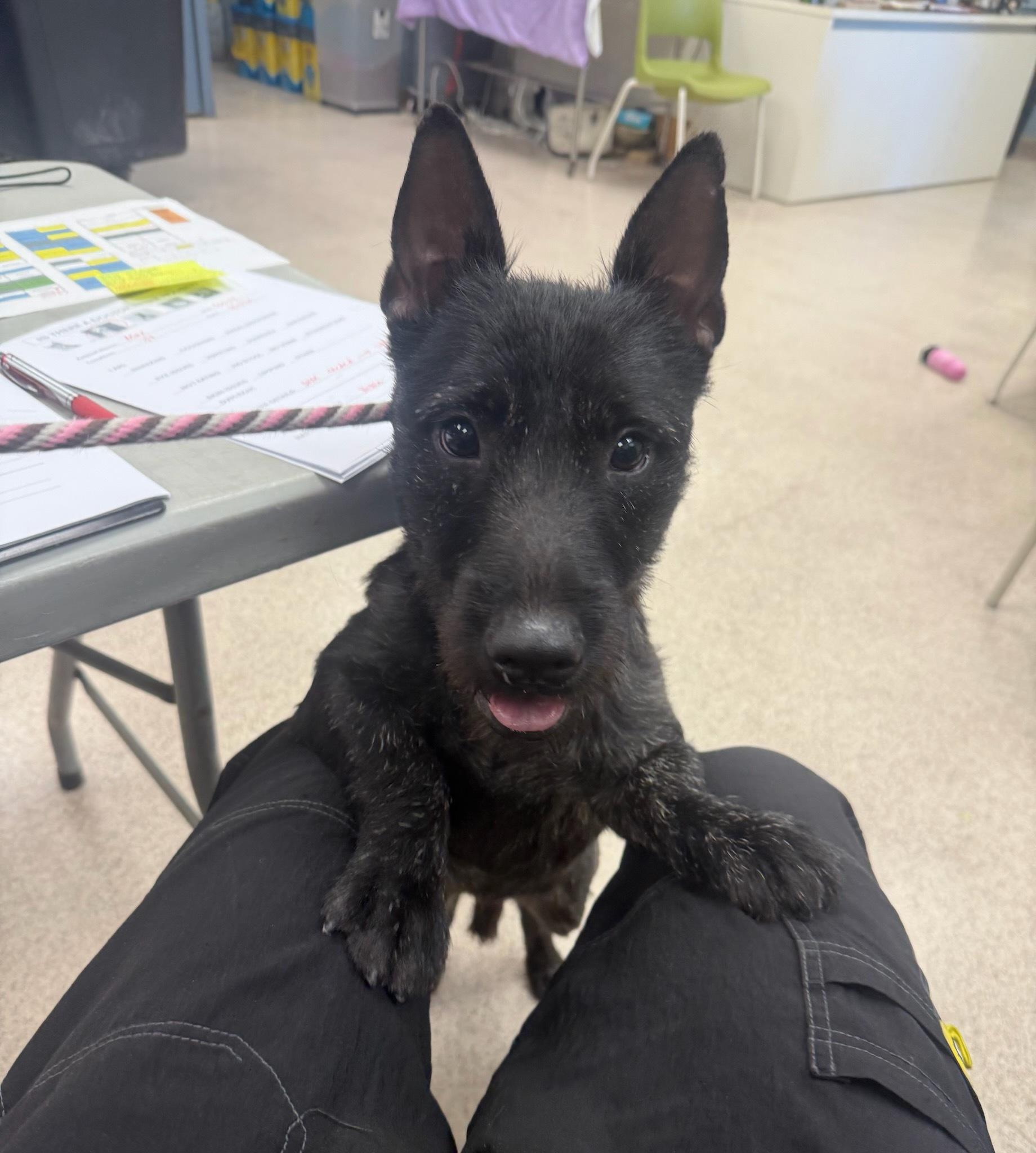Angus, adopted, Adult Male Scottish Terrier.