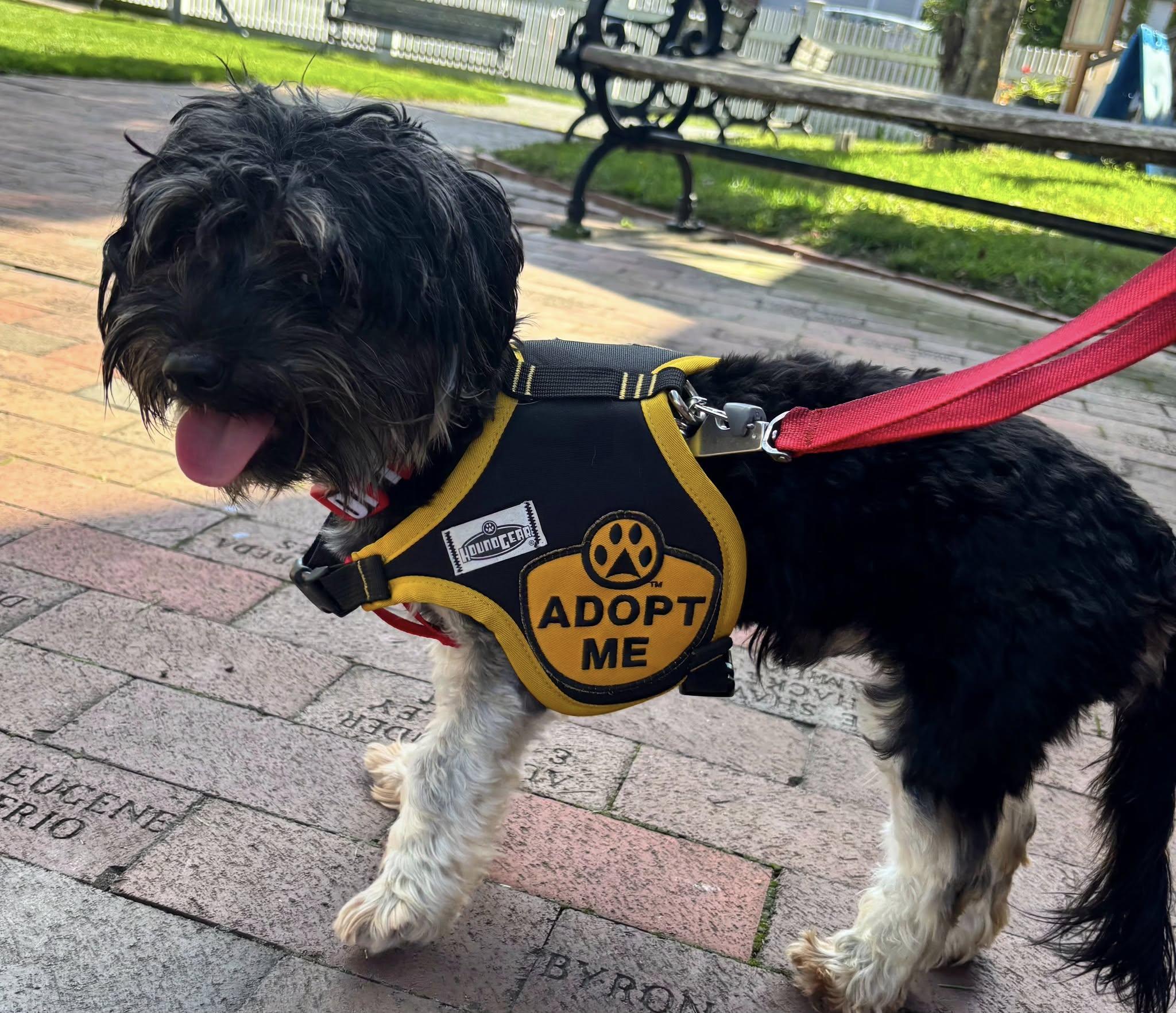 Biggie Smalls and Chanel, Adopted, Young Male Shih Tzu & Yorkshire Terrier.