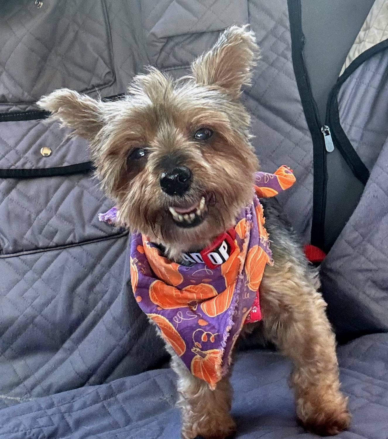 Biggie Smalls and Chanel, a Adopted mixed breed in North Kingstown, RI image 2/3