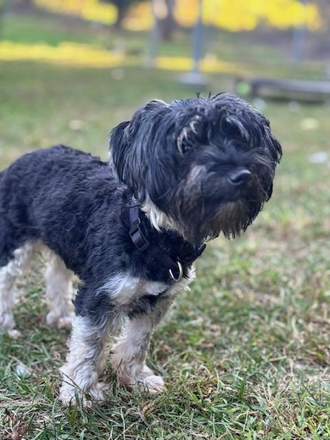 Biggie Smalls and Chanel, a Adopted mixed breed in North Kingstown, RI image 3/3