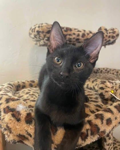 Simba, Adopted, Kitten Male Domestic Short Hair.
