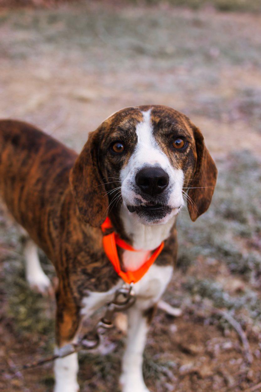 Simon, ADOPTABLE, Adult Male Hound.