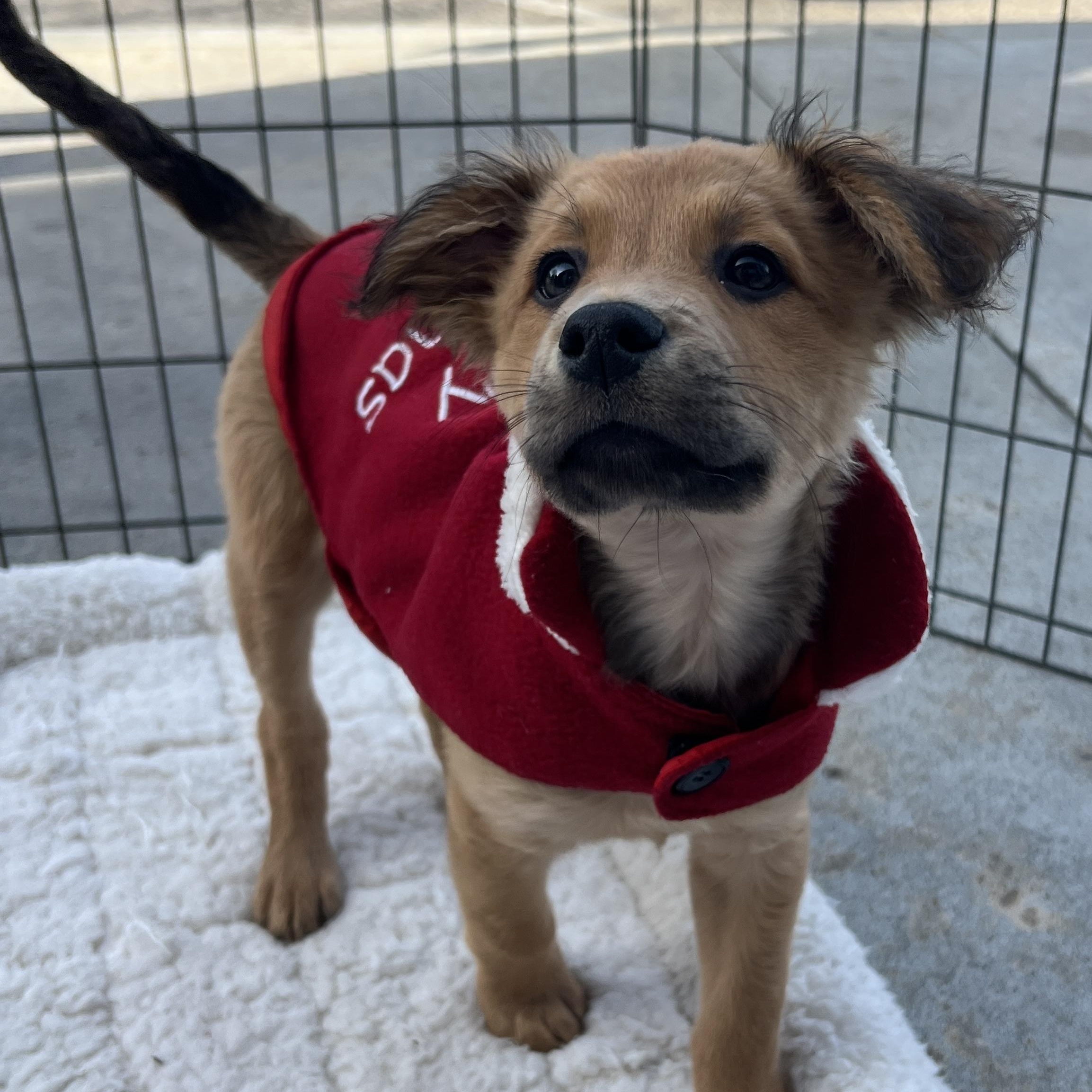 Liam, ADOPTABLE, Puppy Male Terrier & Maltese.