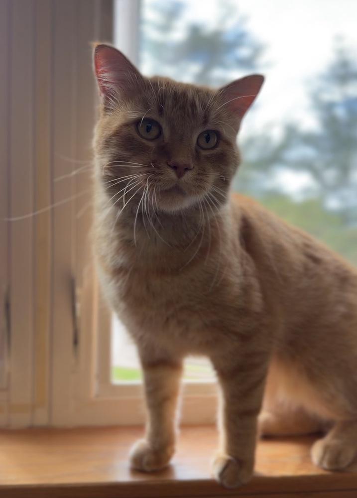 Enlarge Craig, a Adoptable mixed breed in Bemidji, MN image 1/3