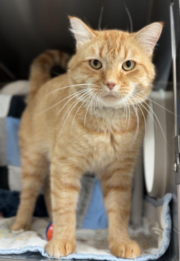 Enlarge Craig, a Adoptable mixed breed in Bemidji, MN image 2/3