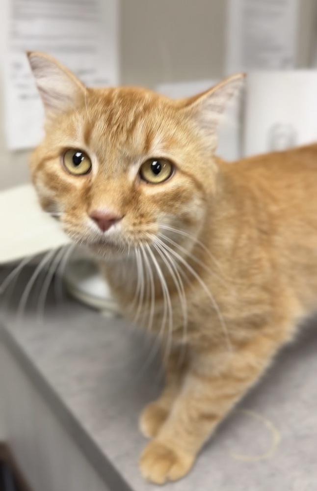 Enlarge Craig, a Adoptable mixed breed in Bemidji, MN image 3/3