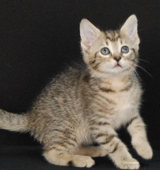 Enlarge Tid Bit, a Adoptable Tabby in Newland, NC image 3/3
