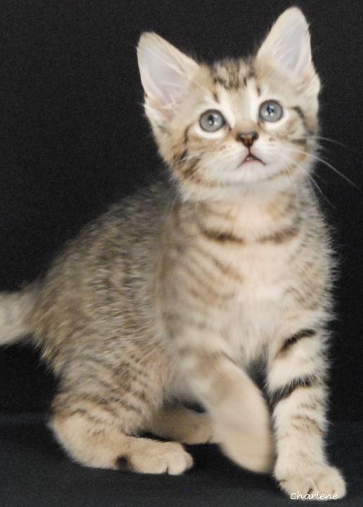 Enlarge Tid Bit, a Adoptable Tabby in Newland, NC image 2/3