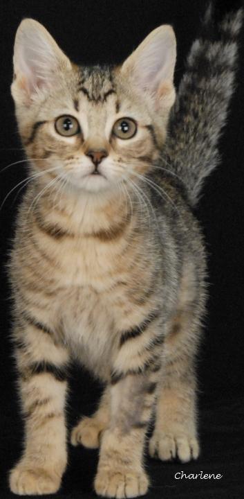 Tid Bit, Adoptable, Kitten Female Tabby.