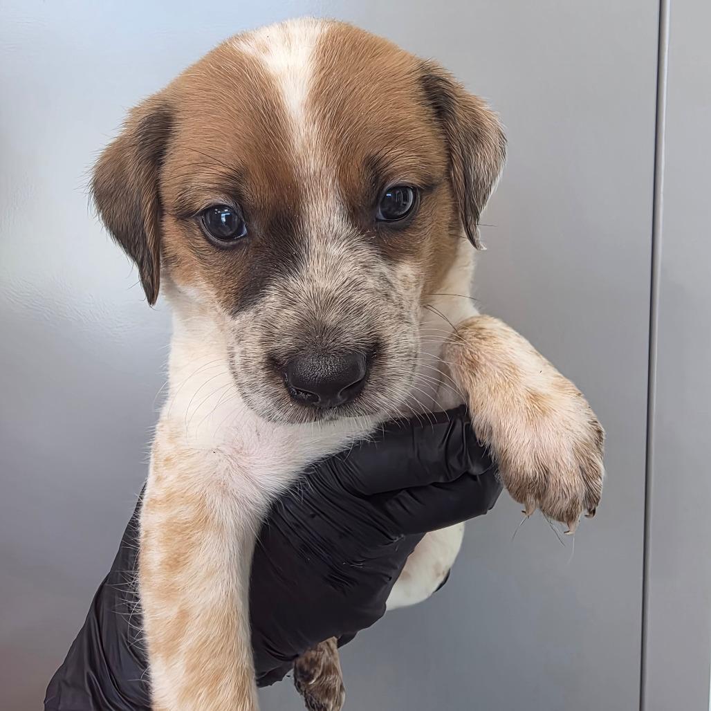 Snickerdoodle, Adoptable, Puppy Male Australian Cattle Dog / Blue Heeler.