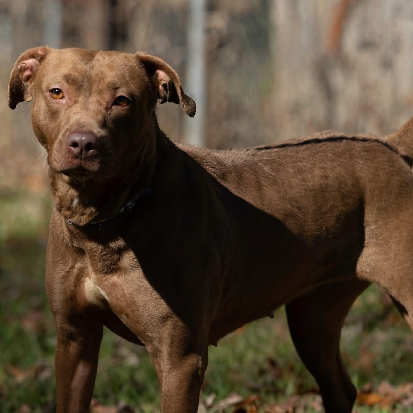 Enlarge Hershey, a Adoptable mixed breed in Ravenna, KY image 2/3